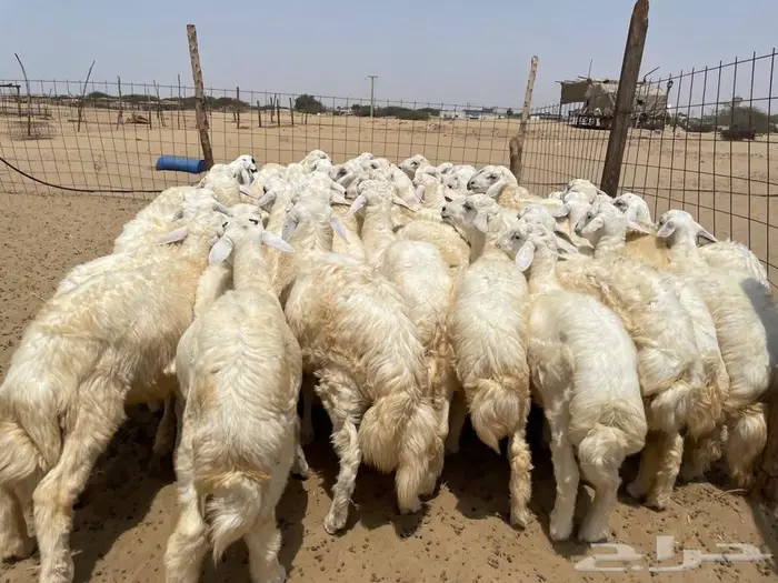 طليان حريه عدد 65(تم البيع ) 2