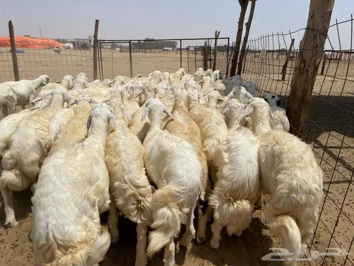 طليان حريه عدد 65(تم البيع ) 6