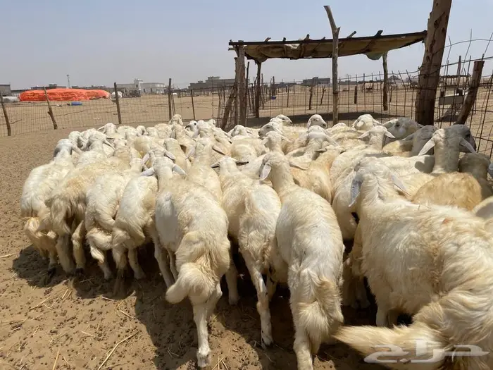 طليان حريه عدد 65(تم البيع ) 3