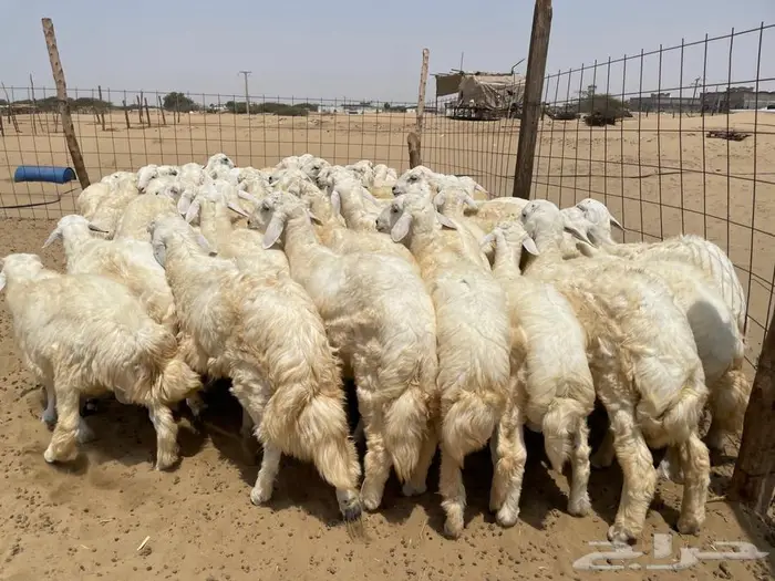 طليان حريه عدد 65(تم البيع ) 4