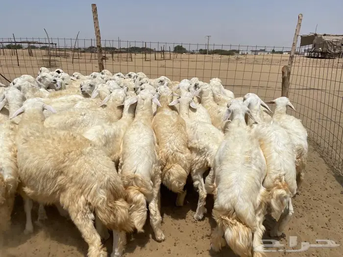 طليان حريه عدد 65(تم البيع ) 1