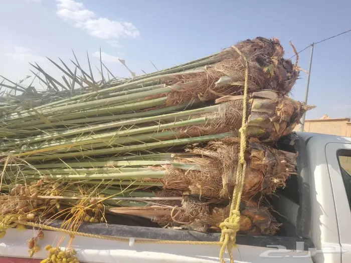 نخيل البيع الخرمه رنيه الطايف الحويه الوصليه السيل 1