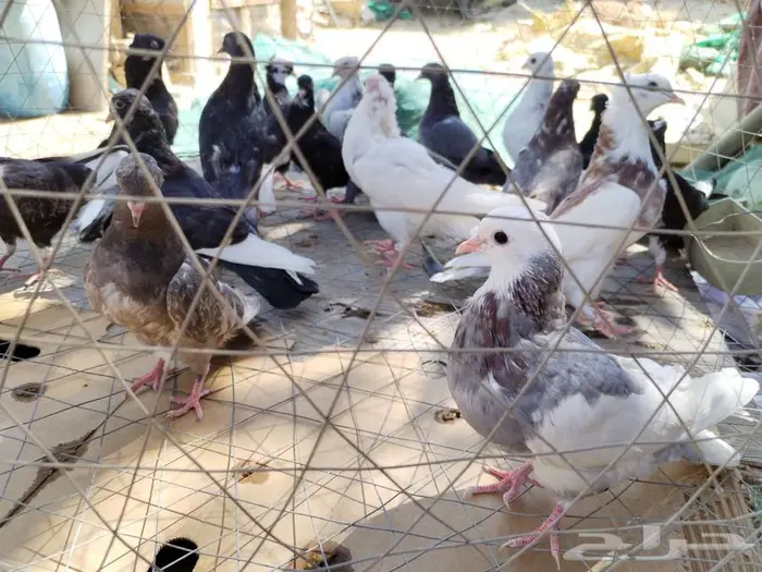 حمام قلاب قطايف طبات 0