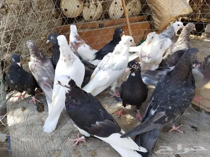 حمام قلاب قطايف طبات 2