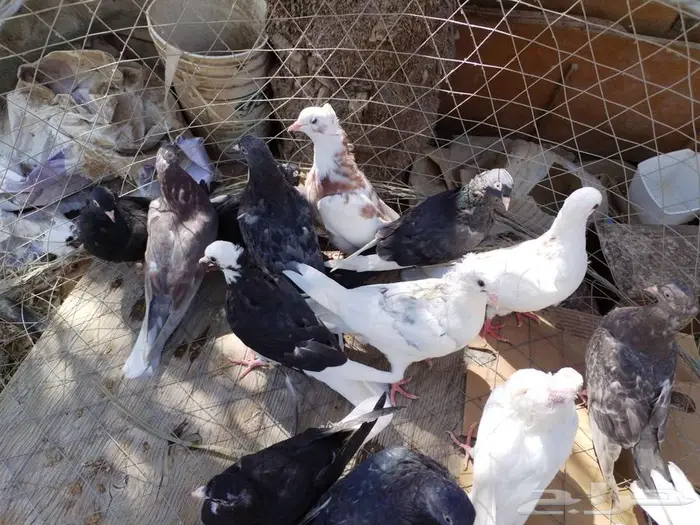 حمام قلاب قطايف طبات 3