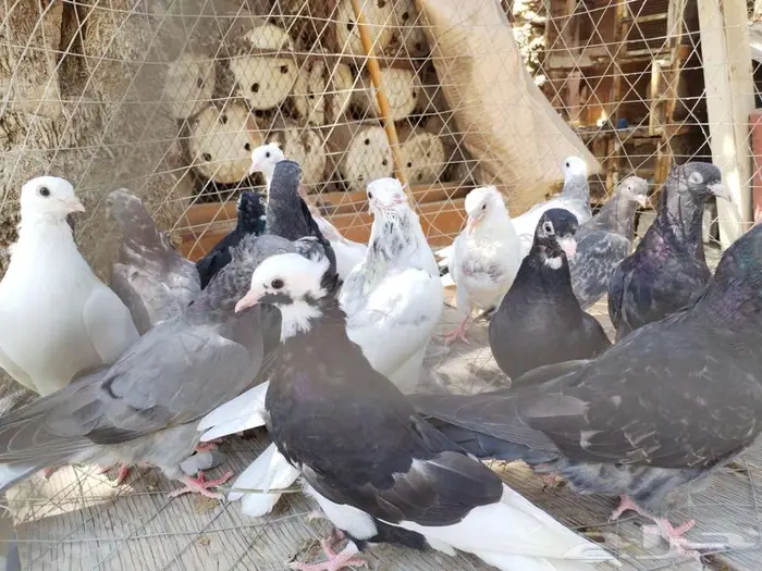 حمام قلاب قطايف طبات 1