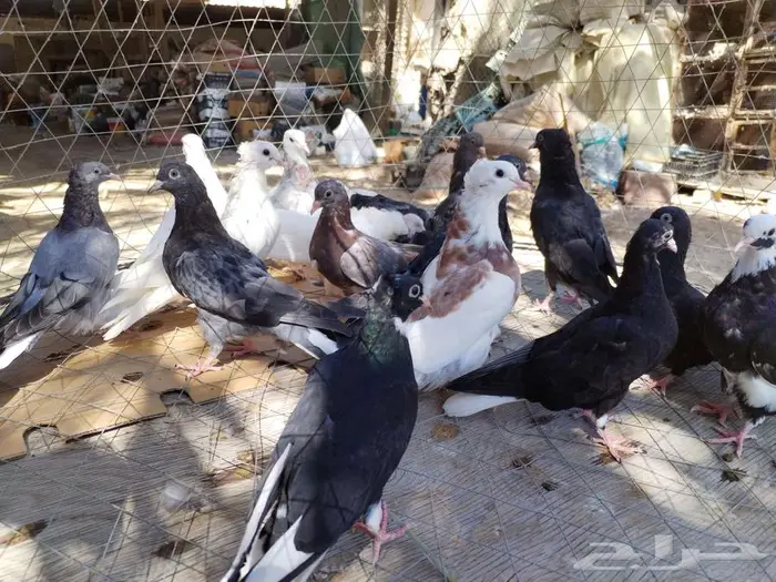 حمام قلاب قطايف طبات 5