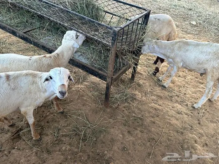 كباشه للبيع 2