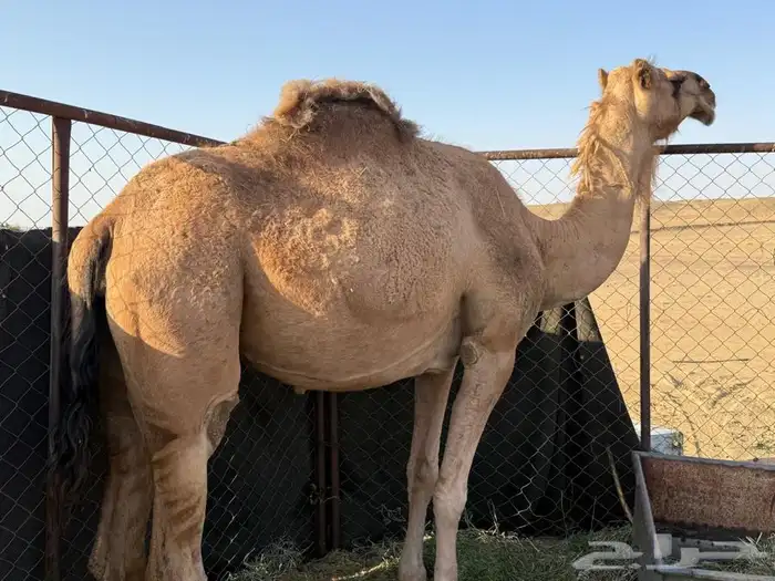 ناقة لقحه عطراء 1