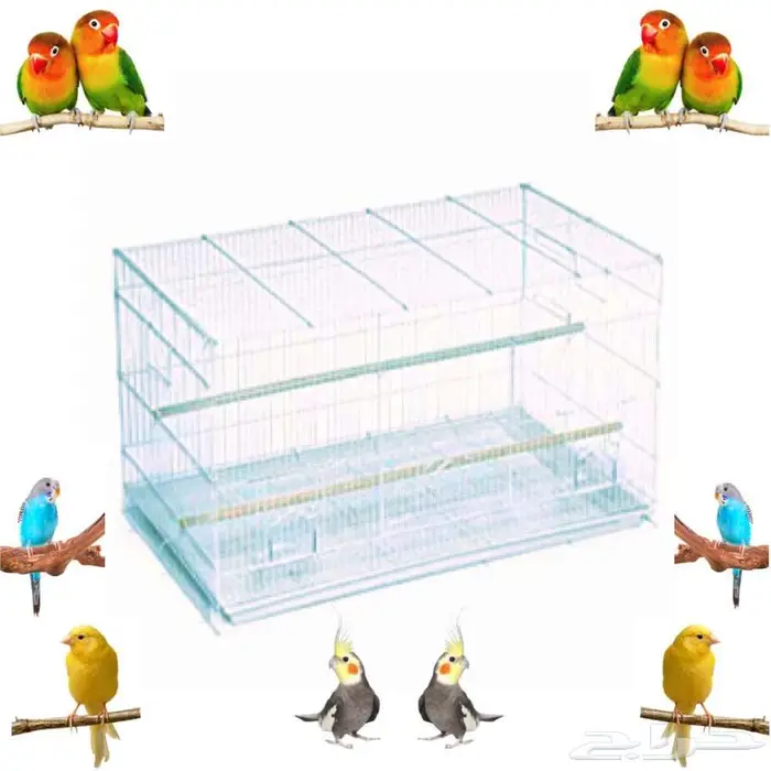 طيور زينة ومستلزماتها محل نوادر خميس مشيط 78