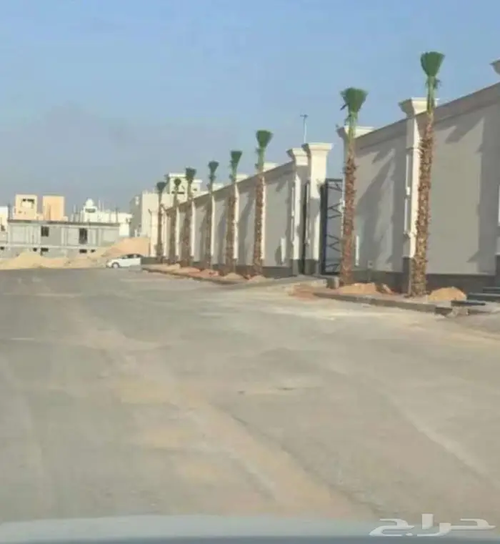 نخل واشنطني واشنطونياء واشنطن واشنطوني 18