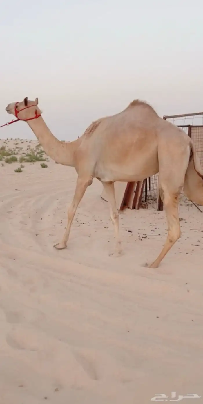 بكر ثنيه متلي طيبه ( تم البيع ) 1