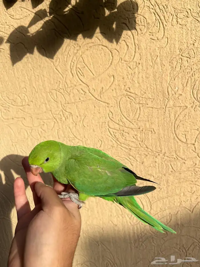 دره اليف مره و يحب الاطفال و متعود و صحته و نظافه شرط 3