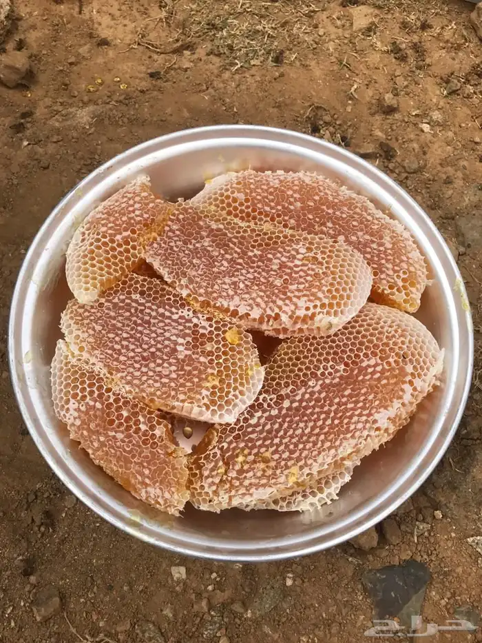 عسل طلح وسدر وسمر للبيع 5
