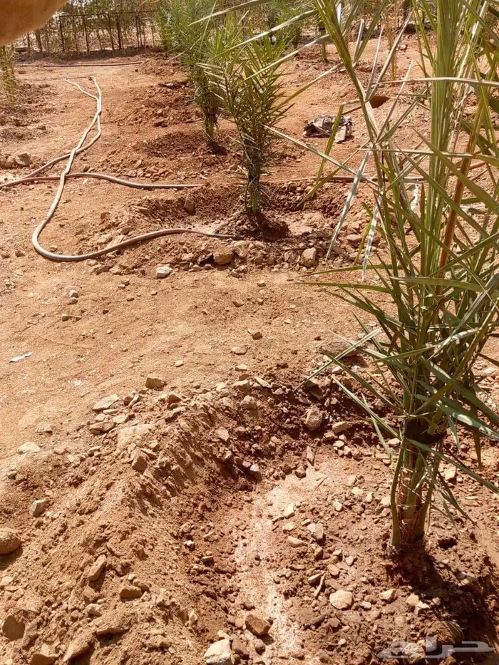 مشتل للايجار بجدة مريخ ويوجد بئر والماءمتوفر 2