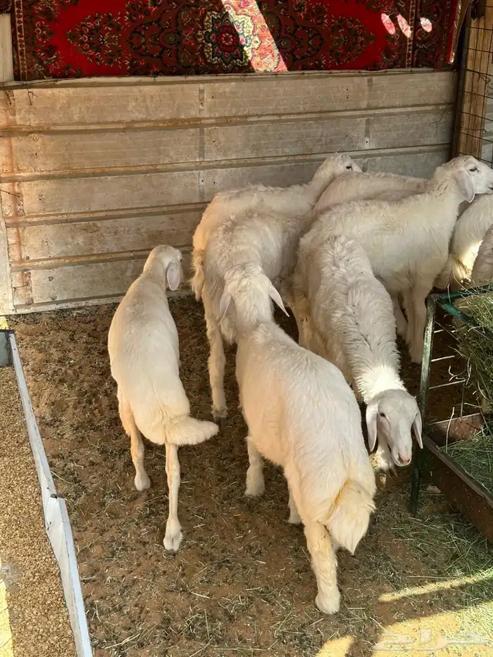 للبيع طليان 0