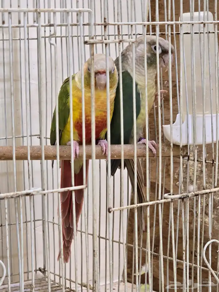 جوز كنيور منتج 0