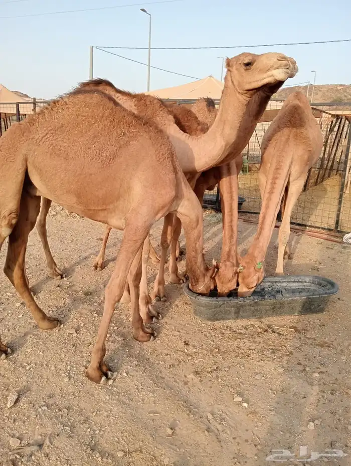 ذبايح تيوس وقعدان مستورد 2