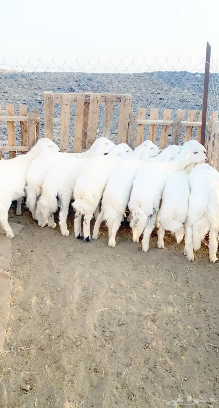 ذبايح فاخره وسمان مع السلخ والتوصيل 13