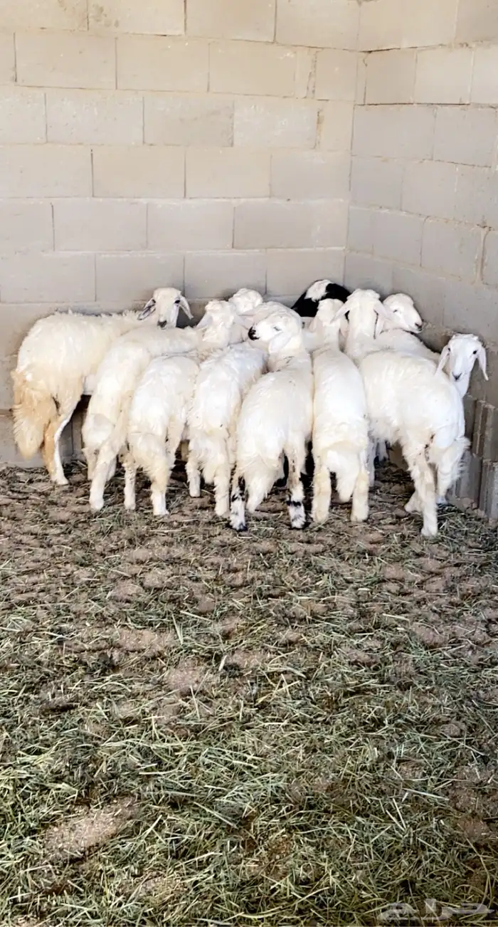 ذبايح فاخره وسمان مع السلخ والتوصيل 5