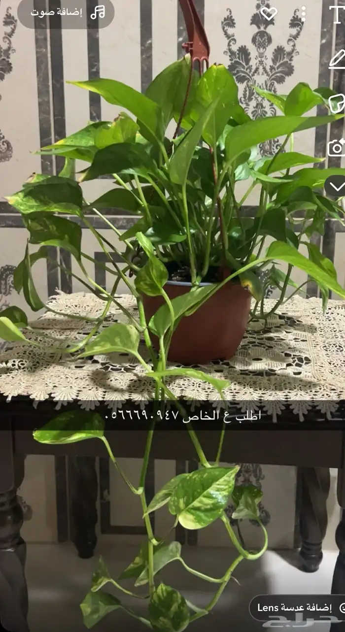 اشجار داخليه 0