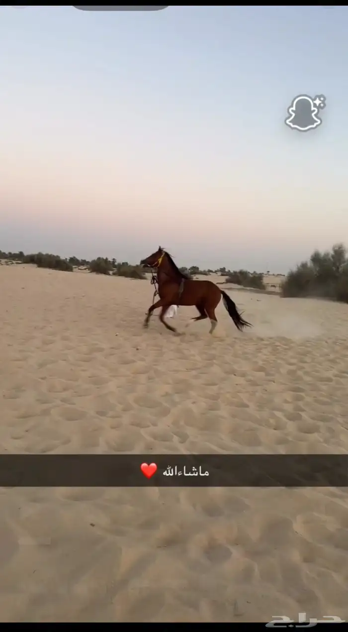 عسف خيول و تعليم التربيع 0