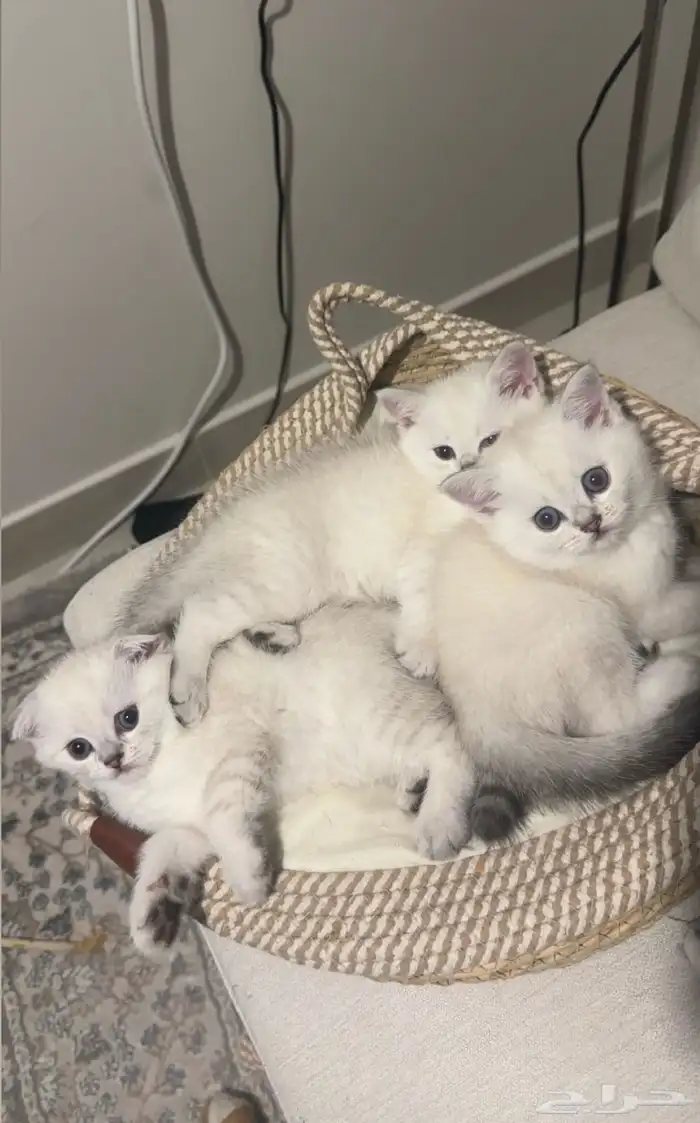 قطط للبيع 3