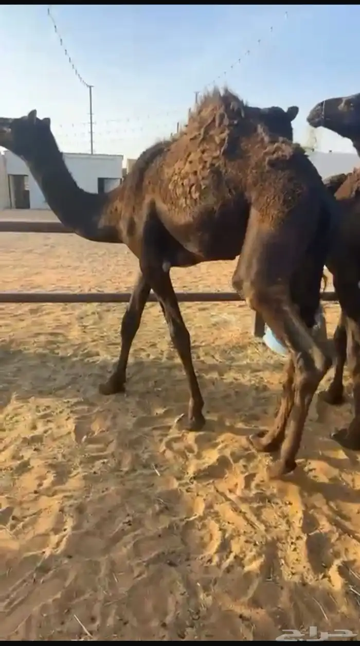 11 قعود مجهم طيبه بالحيلل 1