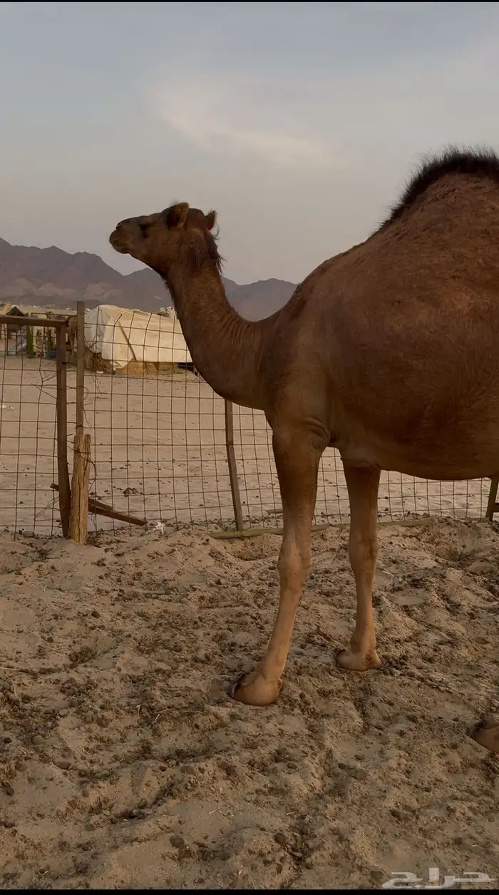 بكرة بكر جذعة حمرا دهما تم البيع 1