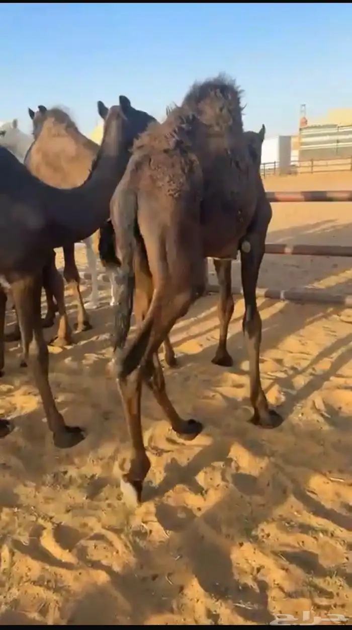 11 قعود مجهم طيبه بالحيلل 0