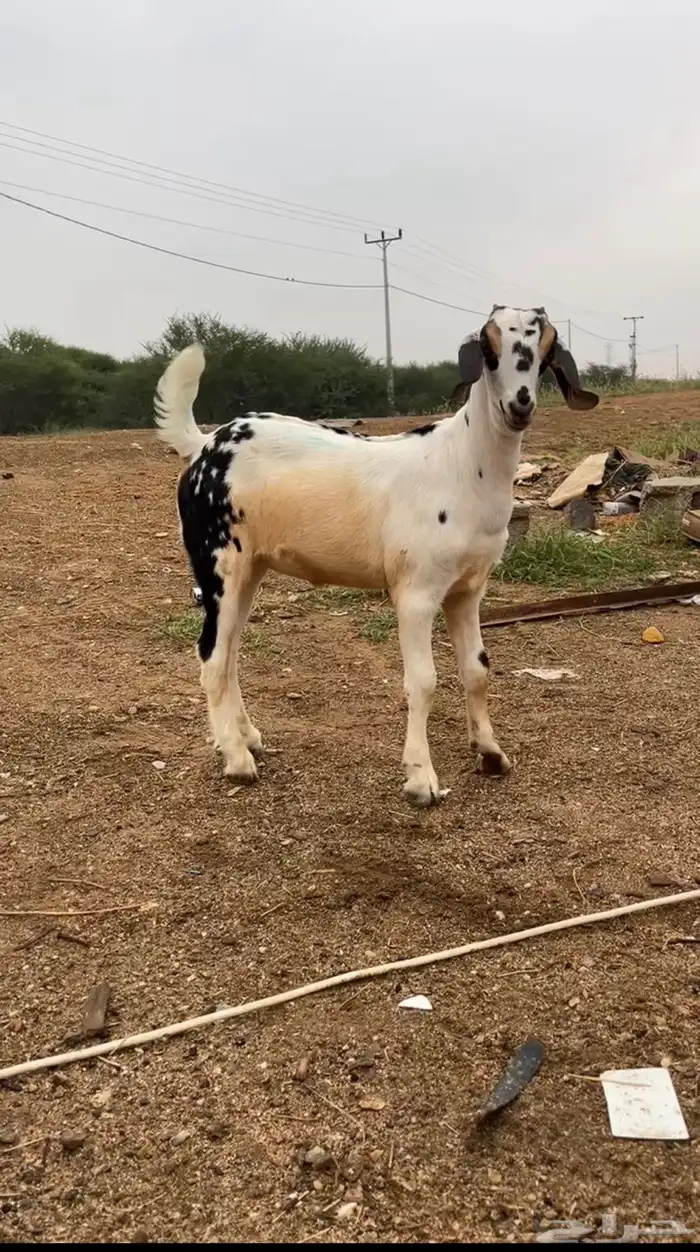 عرض جفره فاخره نادره 3
