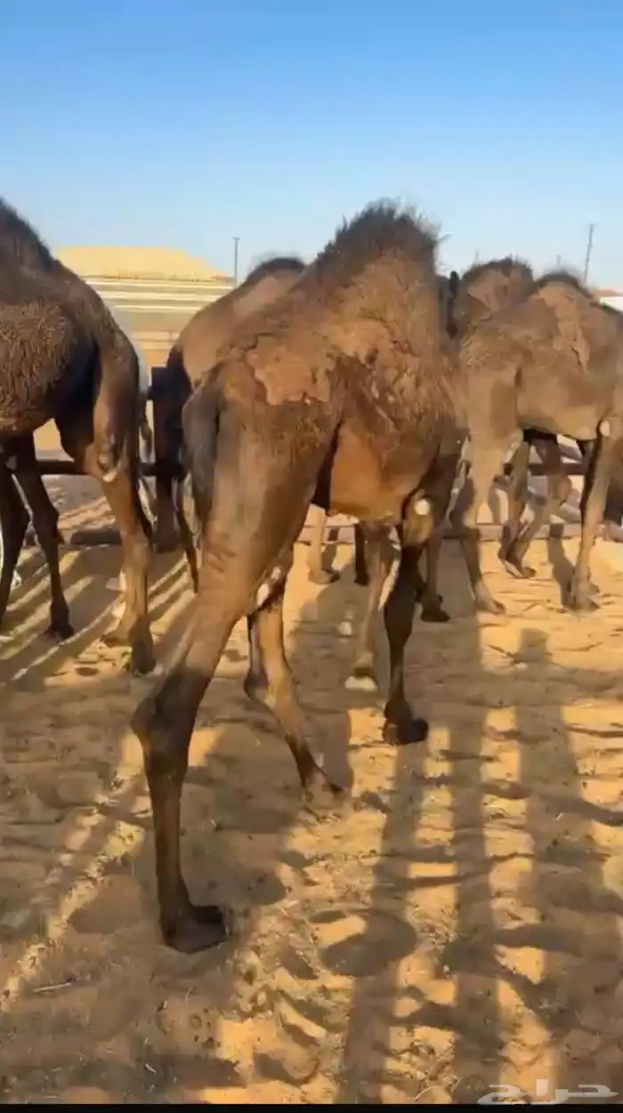 11 قعود مجهم طيبه بالحيلل 2