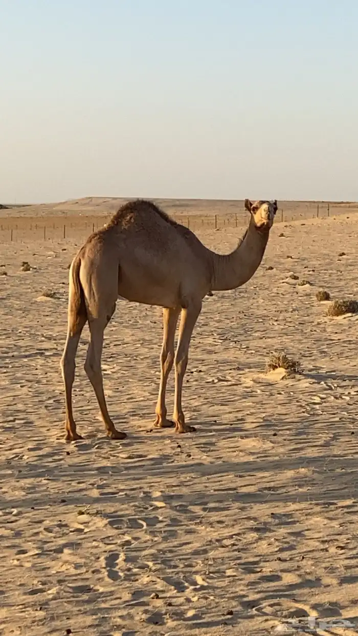 للبيع 1