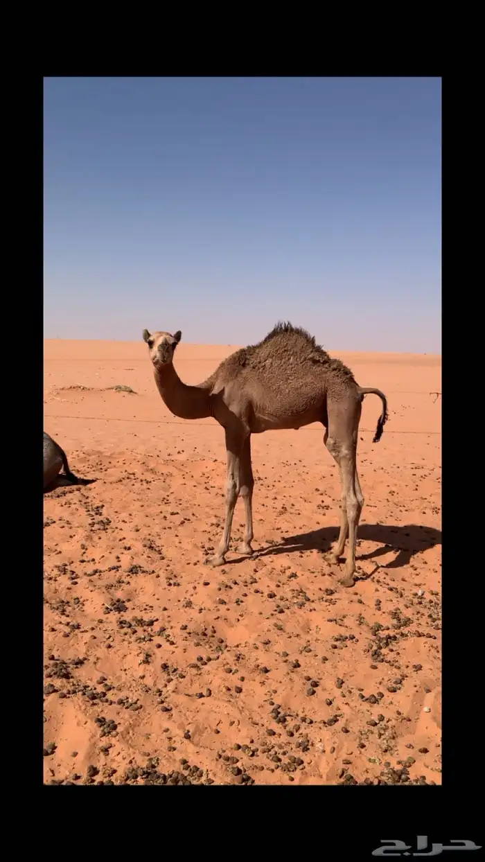 قعود 0