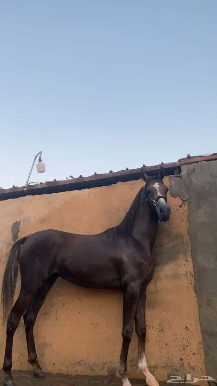 مهر شعبي 5