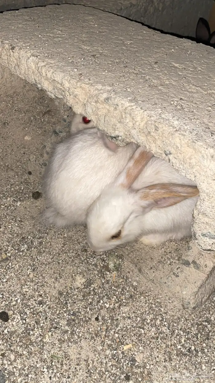أرانب شرط للبيع 2