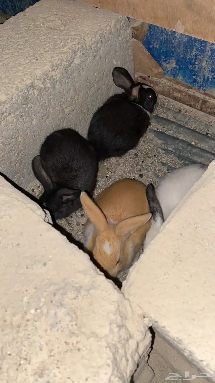 أرانب شرط للبيع 1