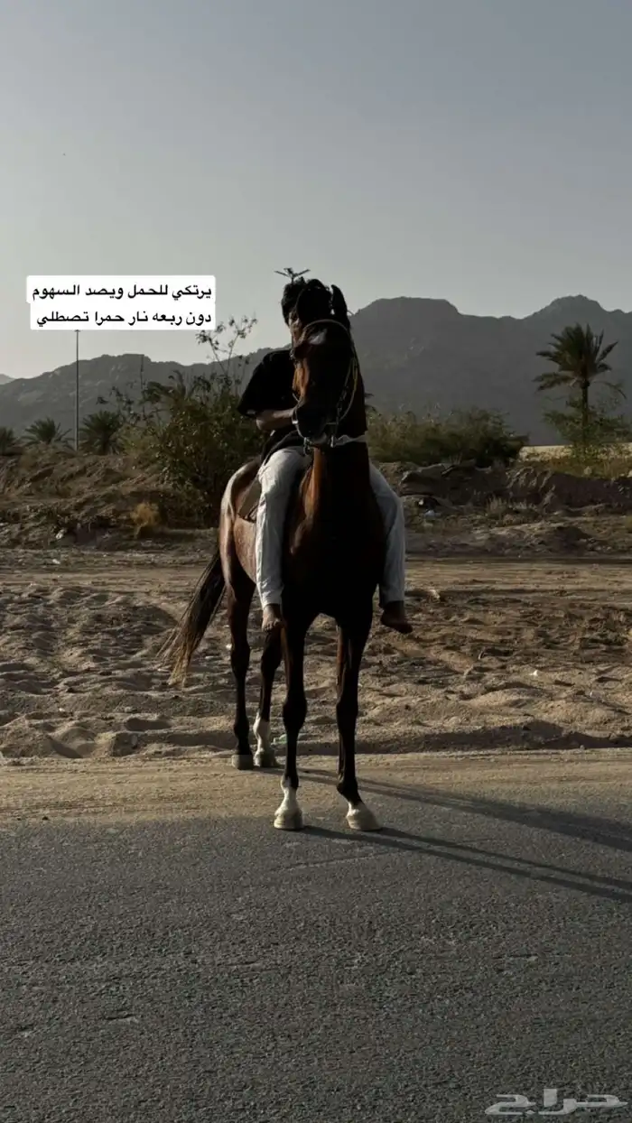 حصان شعبي العمر 3 الطول 7 1