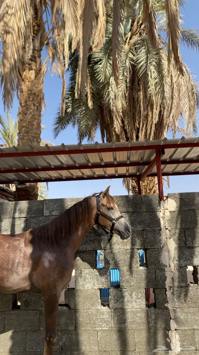 مهر شعبي 1