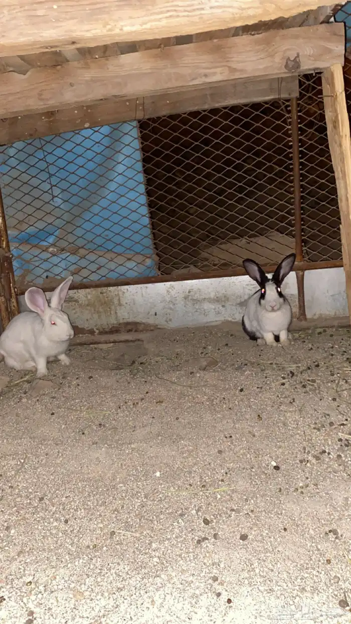 أرانب شرط للبيع 3