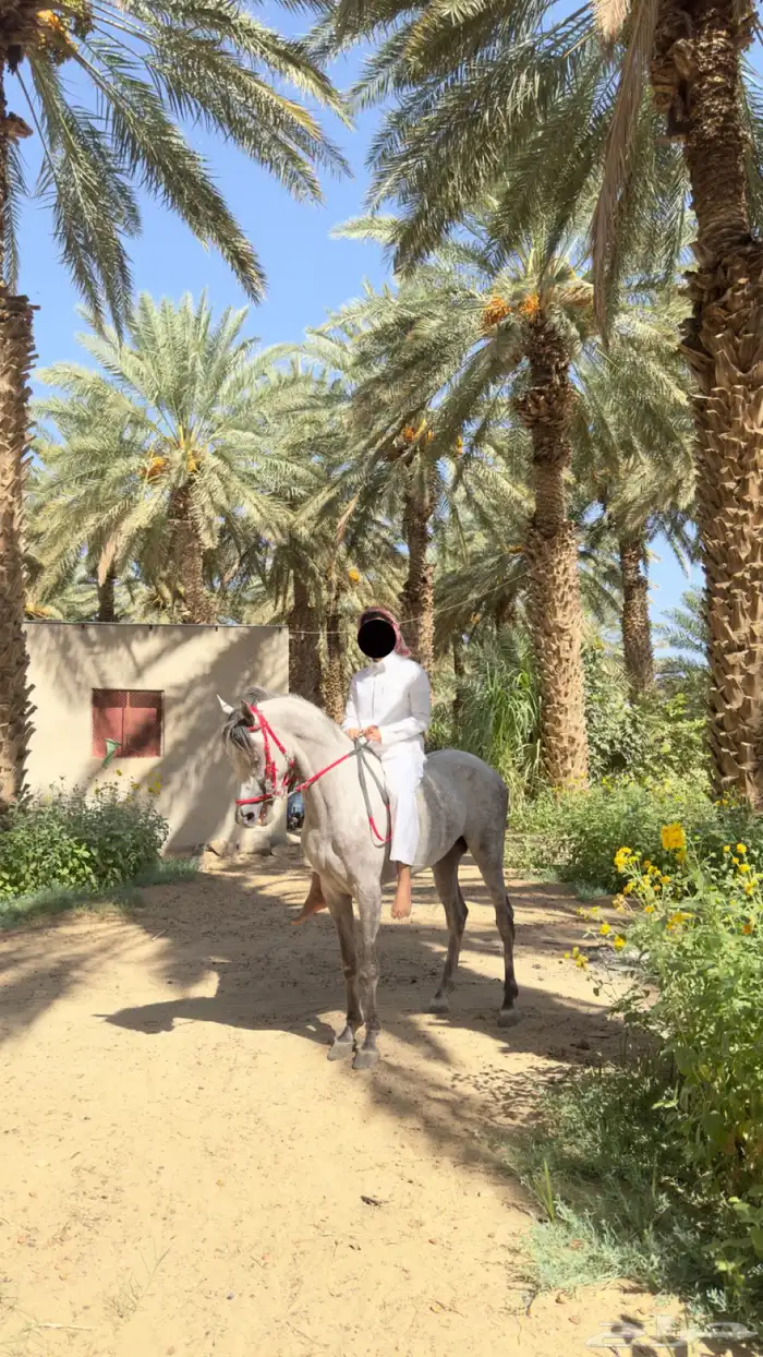 حصان ( شتويه ) واهو 1