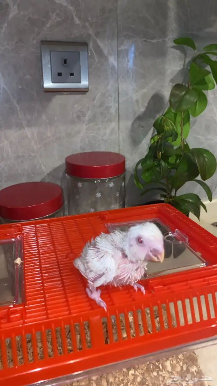 فرخ روز البينو 2