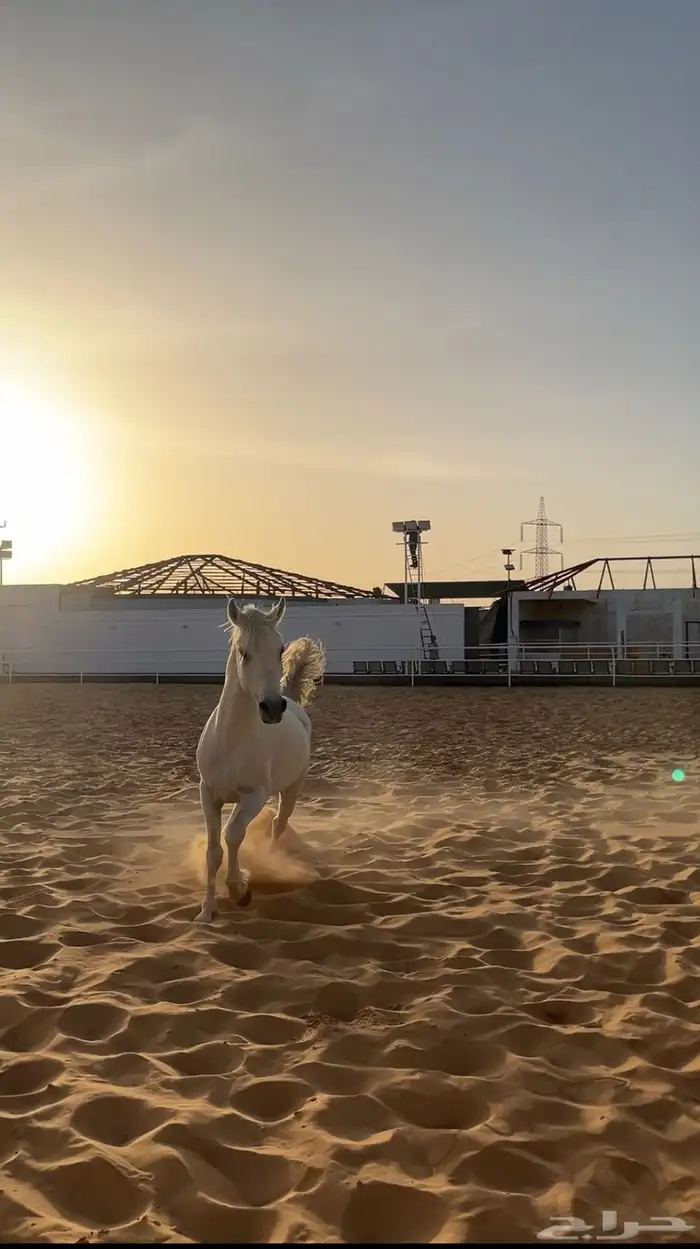 فحل شعبي 6
