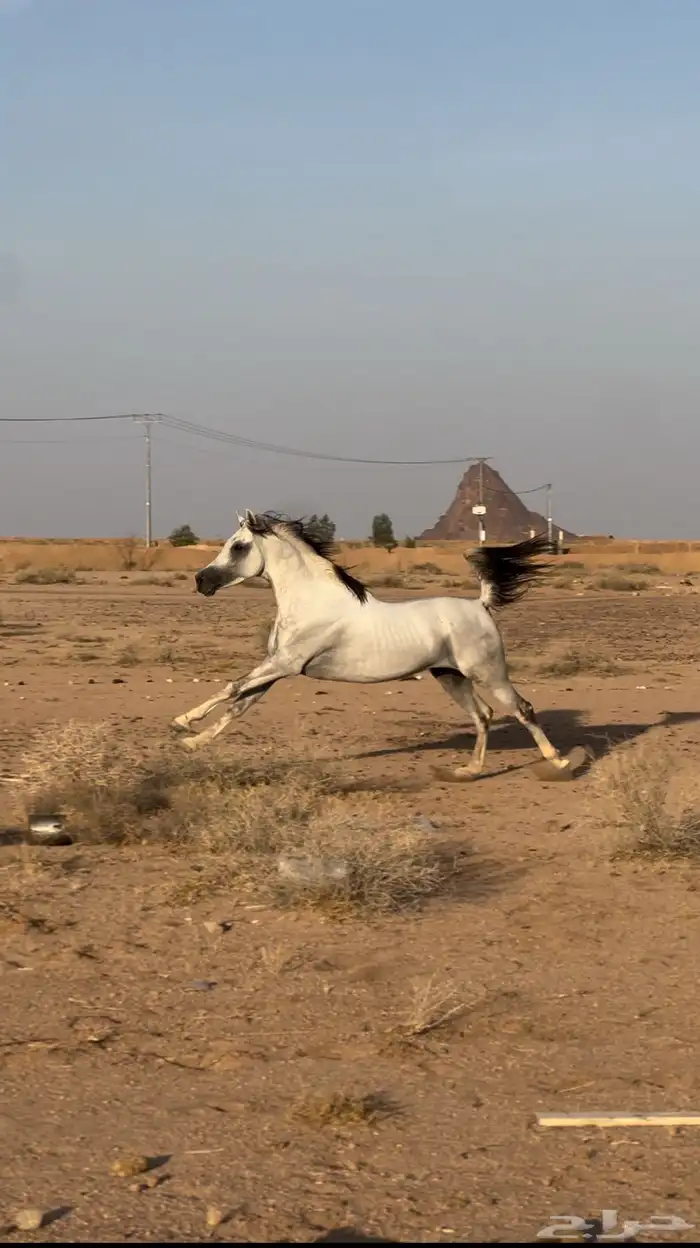 حصان واهو البيع شعبي 6