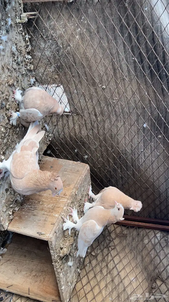 حمام عراقي ابو نجمه منتج مع فروخ زوجين وفرده انثى 5
