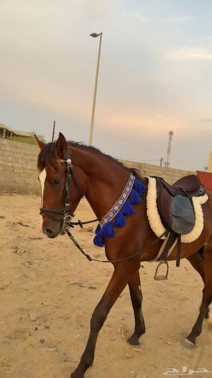 حصان 1