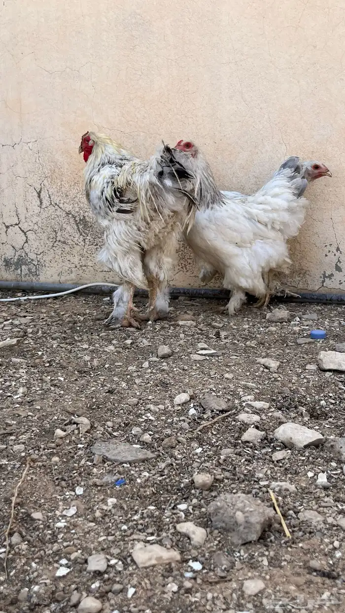 دجاج براهما لافندر 5