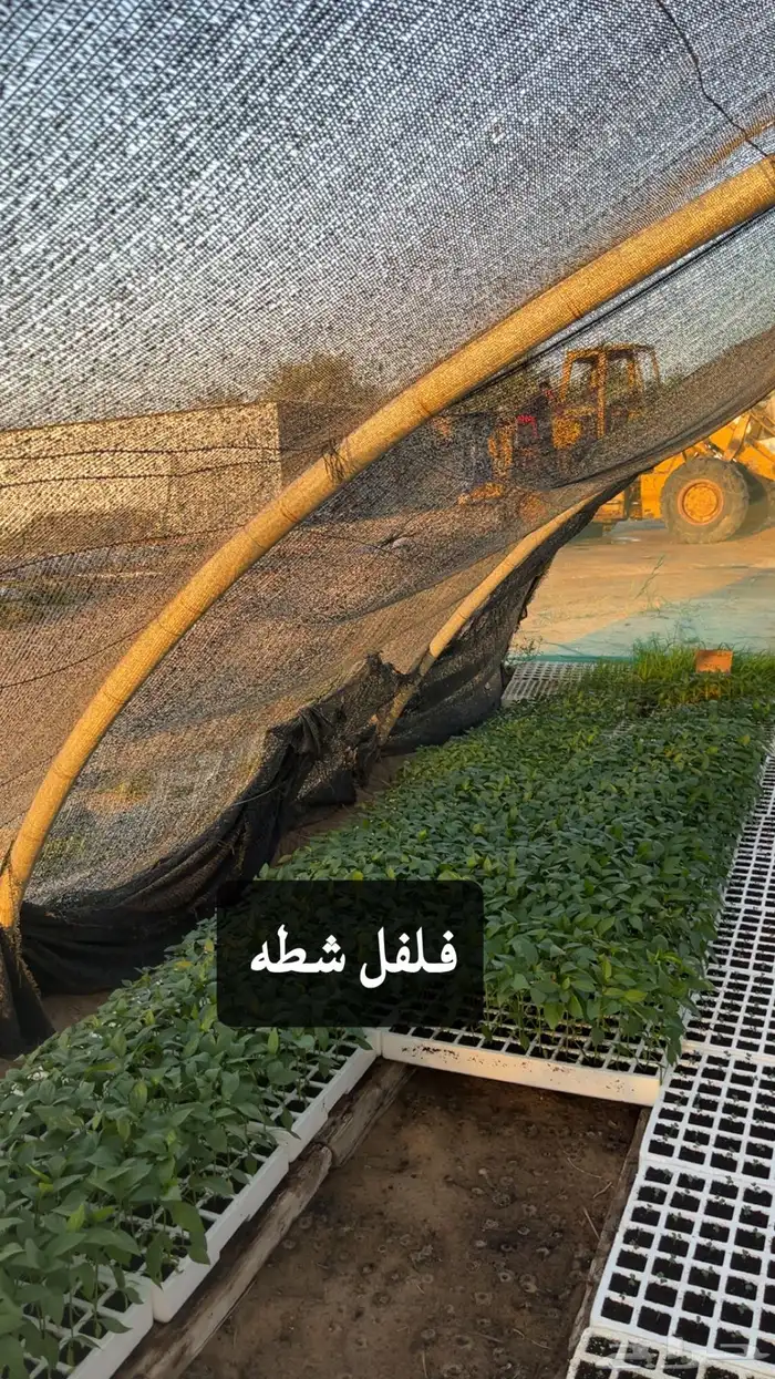 شتلات خضروات 6