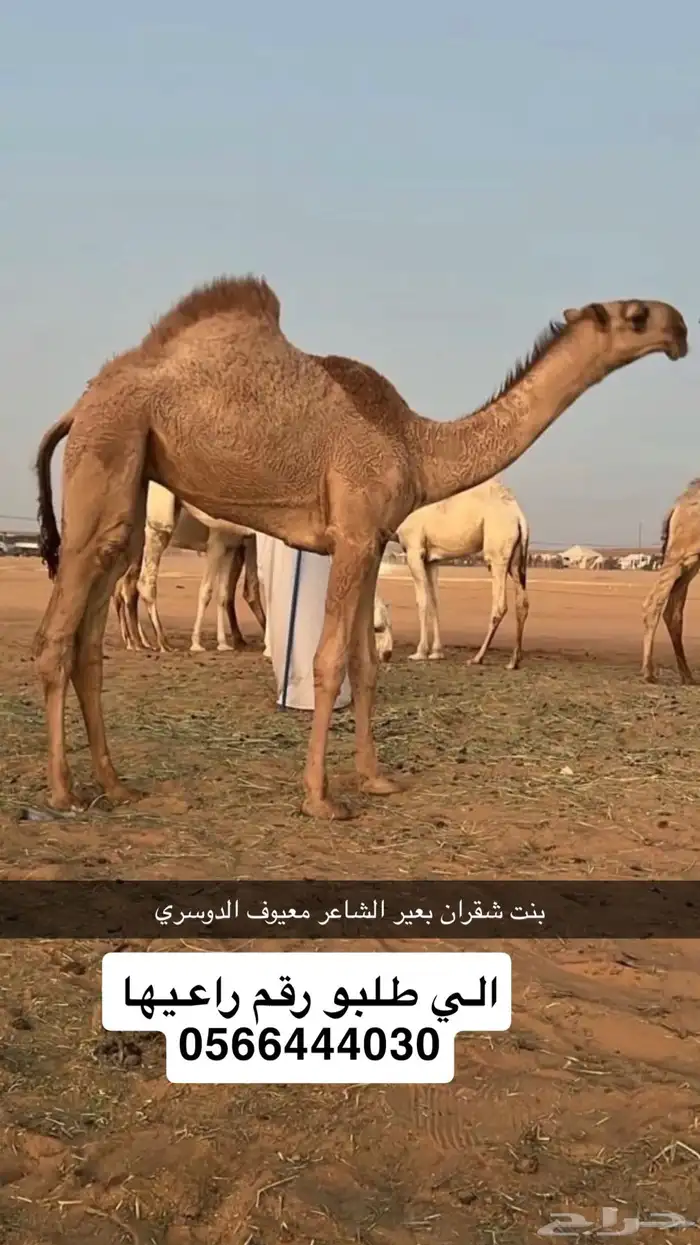 حواره فرديه ياهل الزين 0