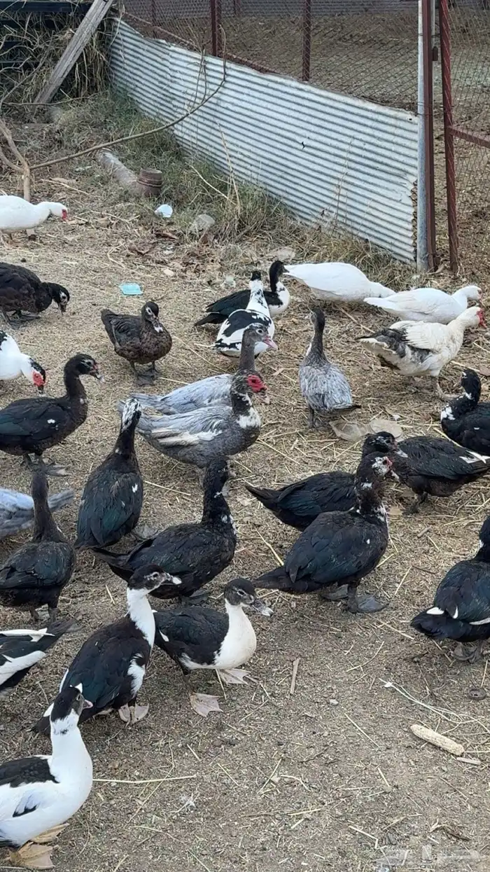 بط مسكوفي او مصري 5